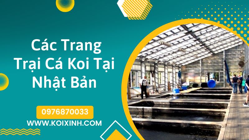 <strong>các Trại Cá Koi Nhật Bản(koi Farm Japan)<strong>