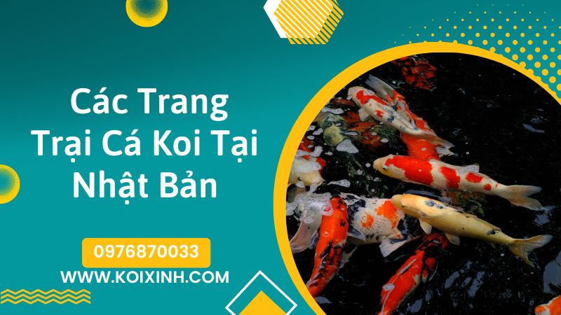 các Trại Cá Koi Nhật Bản(koi Farm Japan)