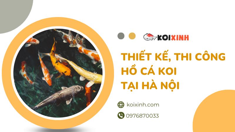 Dịch Vụ Thiết Kế, Thi Công Hồ Cá Koi Tại Hà Nội – Bảo Hành Dài Hạn