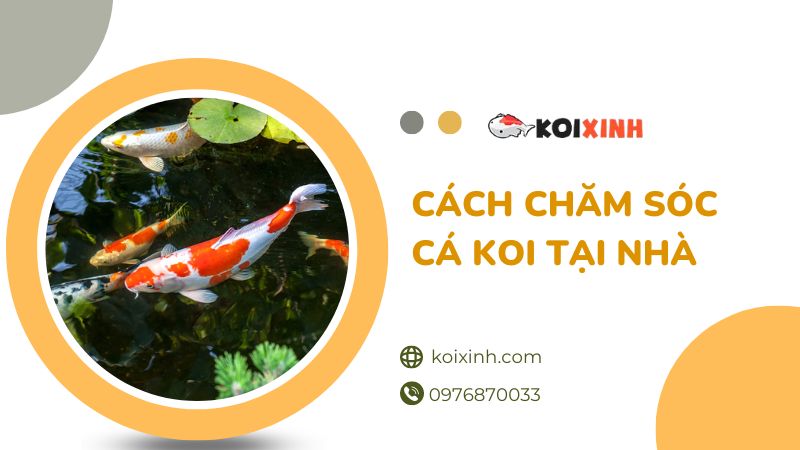 Cách Chăm Sóc Cá Koi Tại Nhà Uy Tín, Chất Lượng –  Gọi  0976870033