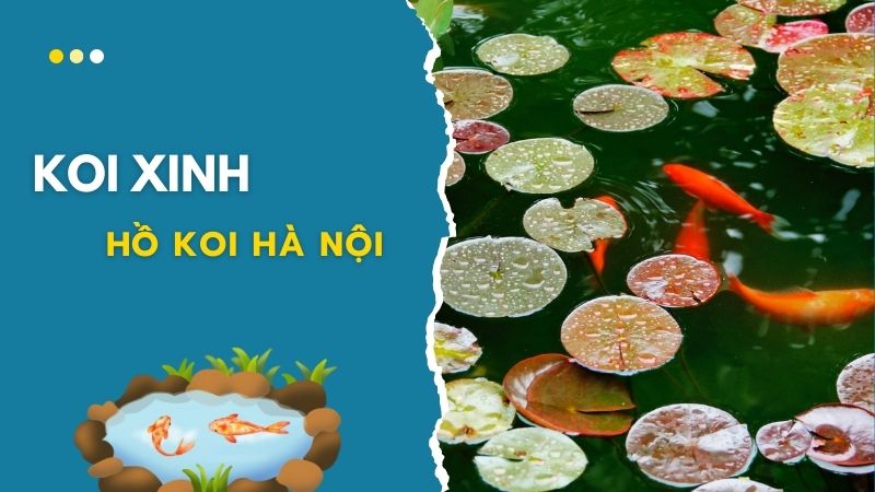 Hà Nội Thiết Kế, Thi Công Hồ Cá Koi đẳng Cấp Hà Nội Thiết Kế, Thi Công Hồ Cá Koi đẳng Cấp