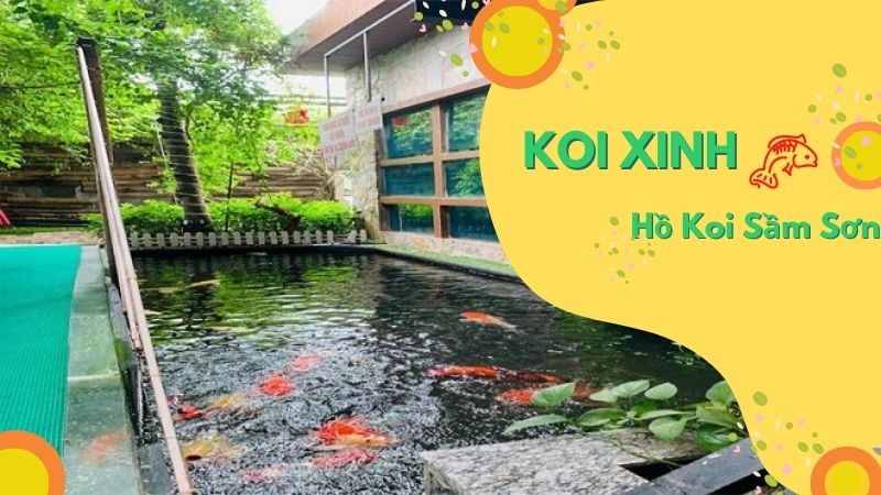 Sầm Sơn Thi Công Hồ Koi Chuyên Nghiệp – Uy Tín – Chất Lượng – Bảo Hành Dài Hạn – Liên Hệ 0976870033