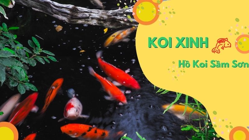 Sầm Sơn Thi Công Hồ Koi Chuyên Nghiệp – Uy Tín – Chất Lượng – Bảo Hành Dài Hạn – Liên Hệ 0976870033