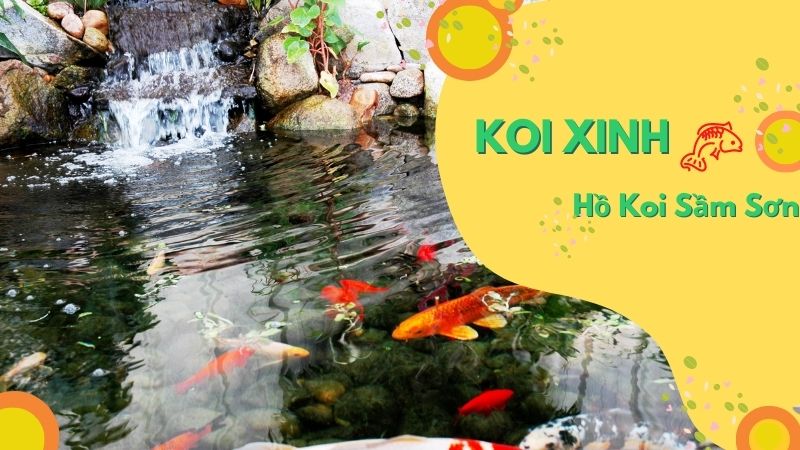 Sầm Sơn Thi Công Hồ Koi Chuyên Nghiệp – Uy Tín – Chất Lượng – Bảo Hành Dài Hạn – Liên Hệ 0976870033 Sầm Sơn Thi Công Hồ Koi Chuyên Nghiệp – Uy Tín – Chất Lượng – Bảo Hành Dài Hạn – Liên Hệ 0976870033