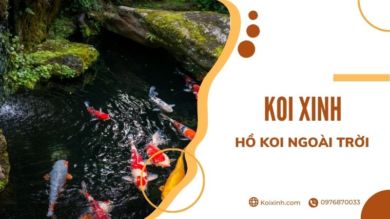 Thiết Kế Hồ Cá Koi Ngoài Trời đẹp đơn Giản – Những Lưu ý Cần Biết