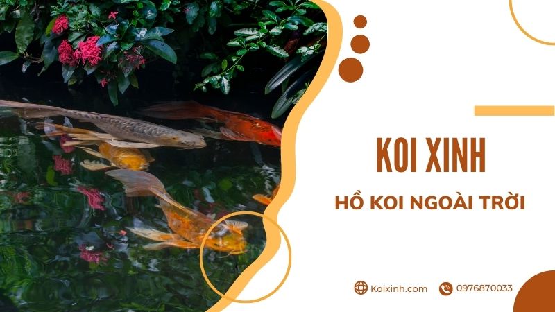 Thiết Kế Hồ Cá Koi Ngoài Trời đẹp đơn Giản – Những Lưu ý Cần Biết