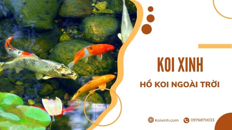 Thiết Kế Hồ Cá Koi Ngoài Trời đẹp đơn Giản – Những Lưu ý Cần Biết