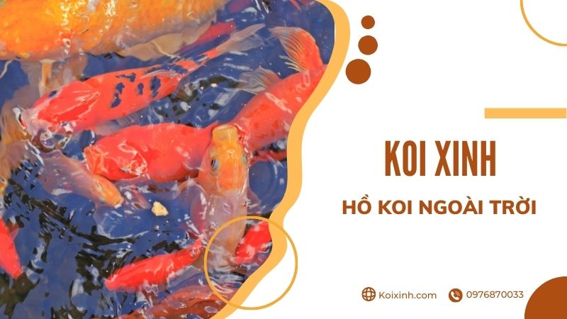 Thiết Kế Hồ Cá Koi Ngoài Trời đẹp đơn Giản – Những Lưu ý Cần Biết
