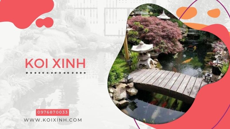 Đơn Vị Koi Xinh – Chuyên Thi Công Thiết Kế Hồ Cá Koi Giá Rẻ Tại Hà Nội – Gọi 0976870033 Đơn Vị Koi Xinh – Chuyên Thi Công Thiết Kế Hồ Cá Koi Giá Rẻ Tại Hà Nội – Gọi 0976870033