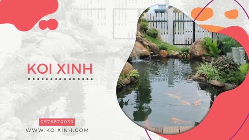 Đơn Vị Koi Xinh – Chuyên Thi Công Thiết Kế Hồ Cá Koi Giá Rẻ Tại Hà Nội – Gọi 0976870033 Đơn Vị Koi Xinh – Chuyên Thi Công Thiết Kế Hồ Cá Koi Giá Rẻ Tại Hà Nội – Gọi 0976870033