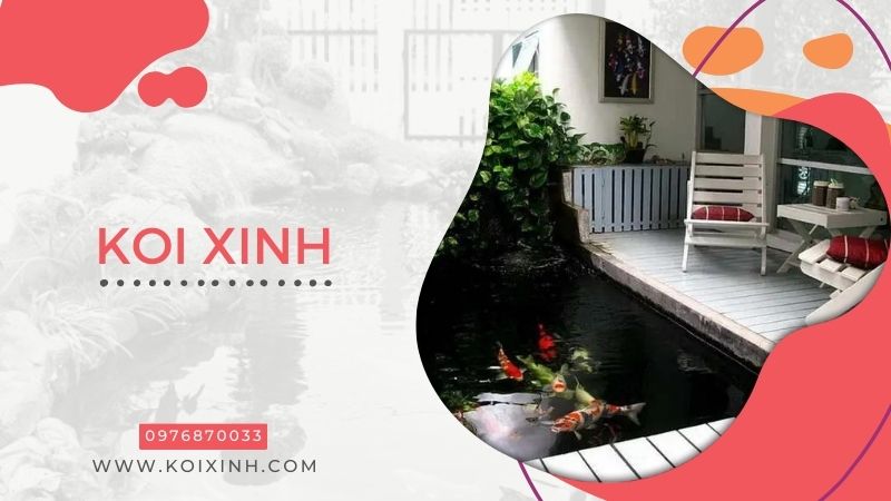 Đơn Vị Koi Xinh – Chuyên Thi Công Thiết Kế Hồ Cá Koi Giá Rẻ Tại Hà Nội – Gọi 0976870033 Đơn Vị Koi Xinh – Chuyên Thi Công Thiết Kế Hồ Cá Koi Giá Rẻ Tại Hà Nội – Gọi 0976870033