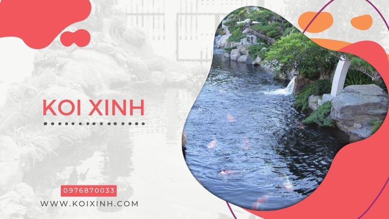 Đơn Vị Koi Xinh – Chuyên Thi Công Thiết Kế Hồ Cá Koi Giá Rẻ Tại Hà Nội – Gọi 0976870033 Đơn Vị Koi Xinh – Chuyên Thi Công Thiết Kế Hồ Cá Koi Giá Rẻ Tại Hà Nội – Gọi 0976870033