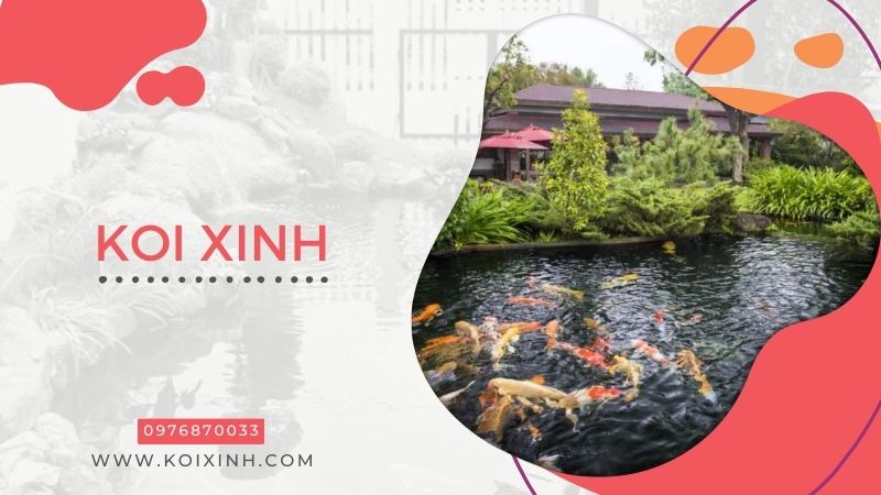 Đơn Vị Koi Xinh – Chuyên Thi Công Thiết Kế Hồ Cá Koi Giá Rẻ Tại Hà Nội – Gọi 0976870033