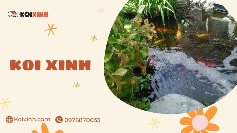 Đơn Vị Chuyên Thi Công Thiết Kế Hồ Cá Koi Tại Hưng Yên – Uy Tín, Bảo Hành Dài Hạn – Gọi 0976870033