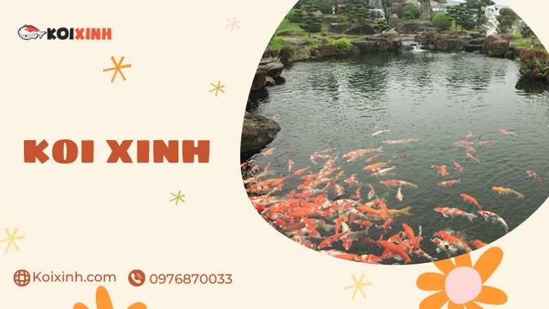 Đơn Vị Chuyên Thi Công Thiết Kế Hồ Cá Koi Tại Hưng Yên – Uy Tín, Bảo Hành Dài Hạn – Gọi 0976870033