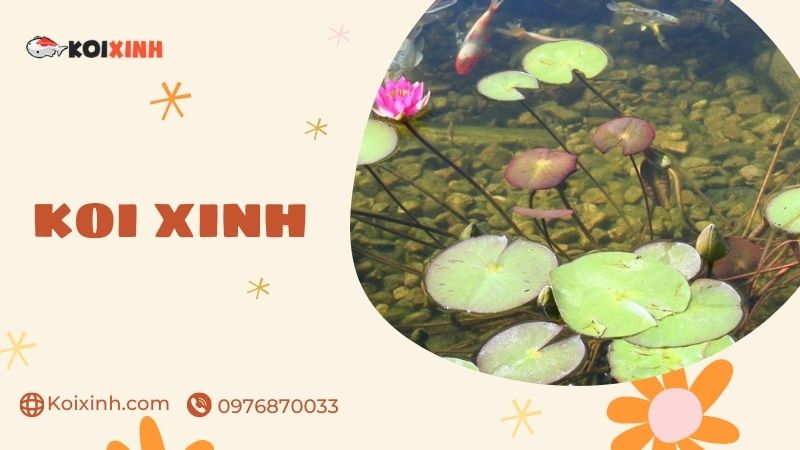 Đơn Vị Chuyên Thi Công Thiết Kế Hồ Cá Koi Tại Hưng Yên – Uy Tín, Bảo Hành Dài Hạn – Gọi 0976870033