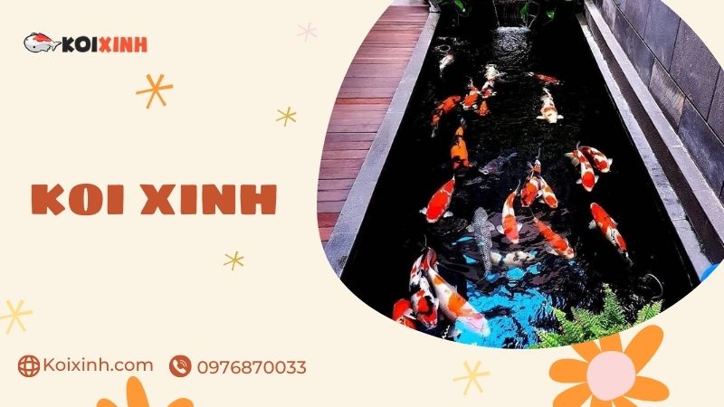 Đơn Vị Chuyên Thi Công Thiết Kế Hồ Cá Koi Tại Hưng Yên – Uy Tín, Bảo Hành Dài Hạn – Gọi 0976870033