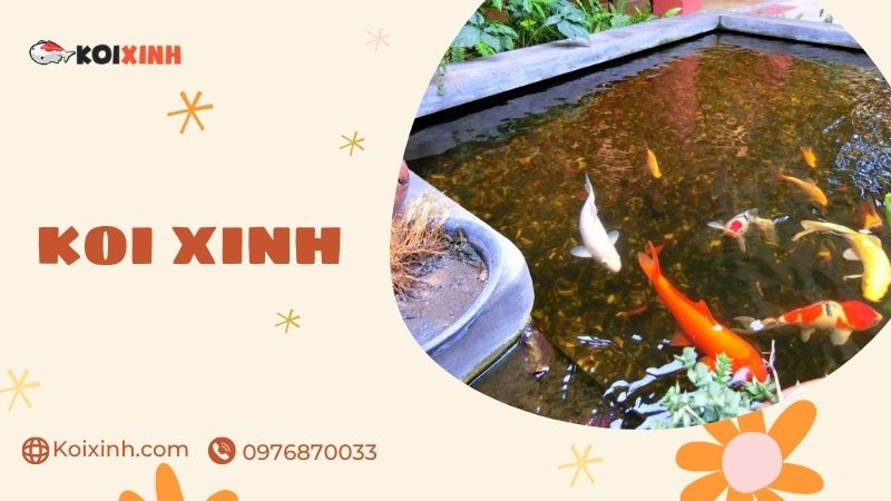 Đơn Vị Chuyên Thi Công Thiết Kế Hồ Cá Koi Tại Hưng Yên – Uy Tín, Bảo Hành Dài Hạn – Gọi 0976870033