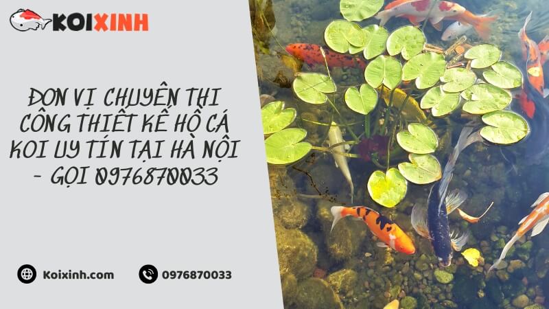 Đơn Vị Chuyên Thi Công Thiết Kế Hồ Cá Koi Uy Tín Tại Hà Nội – Gọi 0976870033