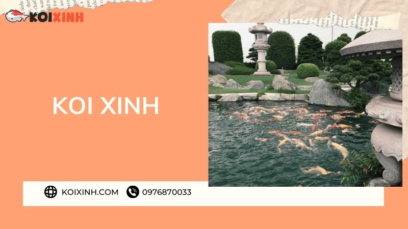 Đơn Vị Thi Công, Thiết Kế Hồ Cá Koi Tại Điện Biên – Bảo Hành Dài Hạn – Hotline: 0976870033 Đơn Vị Thi Công, Thiết Kế Hồ Cá Koi Tại Điện Biên – Bảo Hành Dài Hạn – Hotline: 0976870033