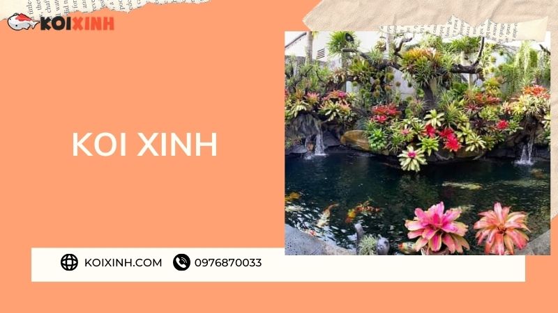 Đơn Vị Thi Công, Thiết Kế Hồ Cá Koi Tại Điện Biên – Bảo Hành Dài Hạn – Hotline: 0976870033 Đơn Vị Thi Công, Thiết Kế Hồ Cá Koi Tại Điện Biên – Bảo Hành Dài Hạn – Hotline: 0976870033
