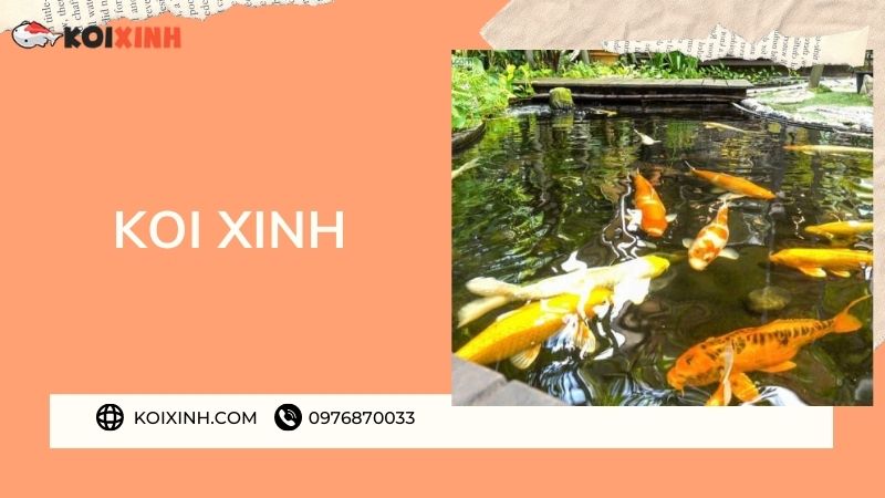 Đơn Vị Thi Công, Thiết Kế Hồ Cá Koi Tại Điện Biên – Bảo Hành Dài Hạn – Hotline: 0976870033
