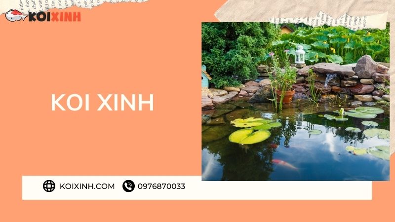 Đơn Vị Thi Công, Thiết Kế Hồ Cá Koi Tại Điện Biên – Bảo Hành Dài Hạn – Hotline: 0976870033 Đơn Vị Thi Công, Thiết Kế Hồ Cá Koi Tại Điện Biên – Bảo Hành Dài Hạn – Hotline: 0976870033
