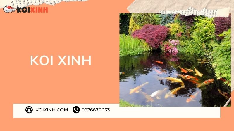 Đơn Vị Thi Công, Thiết Kế Hồ Cá Koi Tại Điện Biên – Bảo Hành Dài Hạn – Hotline: 0976870033 Đơn Vị Thi Công, Thiết Kế Hồ Cá Koi Tại Điện Biên – Bảo Hành Dài Hạn – Hotline: 0976870033