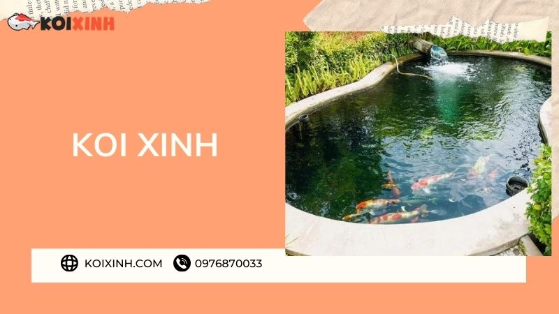 Đơn Vị Thi Công, Thiết Kế Hồ Cá Koi Tại Điện Biên – Bảo Hành Dài Hạn – Hotline: 0976870033 Đơn Vị Thi Công, Thiết Kế Hồ Cá Koi Tại Điện Biên – Bảo Hành Dài Hạn – Hotline: 0976870033