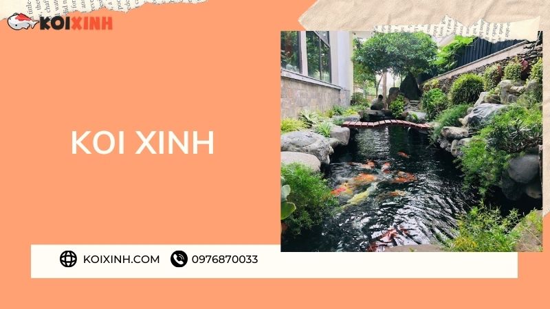 Đơn Vị Thi Công, Thiết Kế Hồ Cá Koi Tại Điện Biên – Bảo Hành Dài Hạn – Hotline: 0976870033 Đơn Vị Thi Công, Thiết Kế Hồ Cá Koi Tại Điện Biên – Bảo Hành Dài Hạn – Hotline: 0976870033