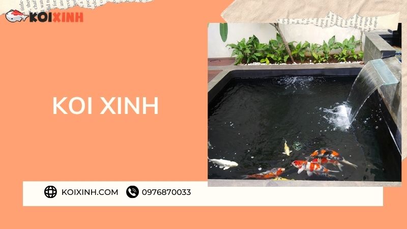 Đơn Vị Thi Công, Thiết Kế Hồ Cá Koi Tại Điện Biên – Bảo Hành Dài Hạn – Hotline: 0976870033 Đơn Vị Thi Công, Thiết Kế Hồ Cá Koi Tại Điện Biên – Bảo Hành Dài Hạn – Hotline: 0976870033