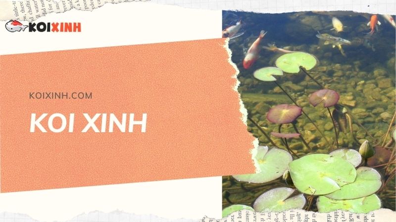 Đơn Vị Thi Công, Thiết Kế Hồ Cá Koi Tại Lai Châu – Bảo Hành Dài Hạn – Hotline: 0976870033 Đơn Vị Thi Công, Thiết Kế Hồ Cá Koi Tại Lai Châu – Bảo Hành Dài Hạn – Hotline: 0976870033