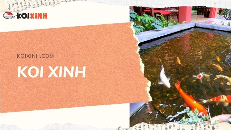 Đơn Vị Thi Công, Thiết Kế Hồ Cá Koi Tại Lai Châu – Bảo Hành Dài Hạn – Hotline: 0976870033 Đơn Vị Thi Công, Thiết Kế Hồ Cá Koi Tại Lai Châu – Bảo Hành Dài Hạn – Hotline: 0976870033