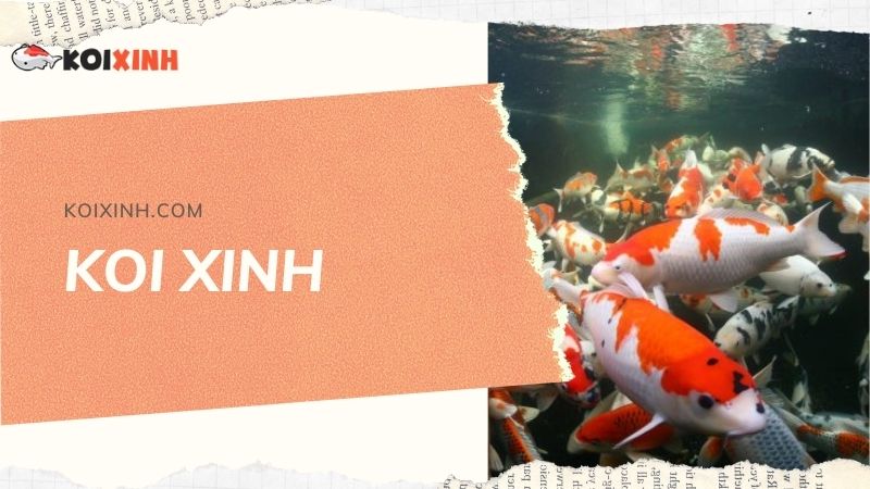 Đơn Vị Thi Công, Thiết Kế Hồ Cá Koi Tại Lai Châu – Bảo Hành Dài Hạn – Hotline: 0976870033 Đơn Vị Thi Công, Thiết Kế Hồ Cá Koi Tại Lai Châu – Bảo Hành Dài Hạn – Hotline: 0976870033