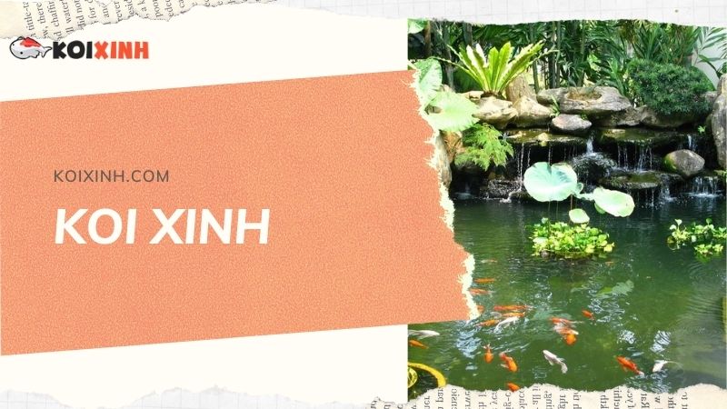 Đơn Vị Thi Công, Thiết Kế Hồ Cá Koi Tại Lai Châu – Bảo Hành Dài Hạn – Hotline: 0976870033 Đơn Vị Thi Công, Thiết Kế Hồ Cá Koi Tại Lai Châu – Bảo Hành Dài Hạn – Hotline: 0976870033