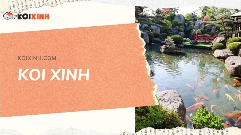 Đơn Vị Thi Công, Thiết Kế Hồ Cá Koi Tại Lai Châu – Bảo Hành Dài Hạn – Hotline: 0976870033 Đơn Vị Thi Công, Thiết Kế Hồ Cá Koi Tại Lai Châu – Bảo Hành Dài Hạn – Hotline: 0976870033