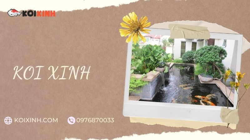 Đơn Vị Thi Công, Thiết Kế Hồ Cá Koi Tại Nam Định – Bảo Hành Dài Hạn – Hotline: 0976870033