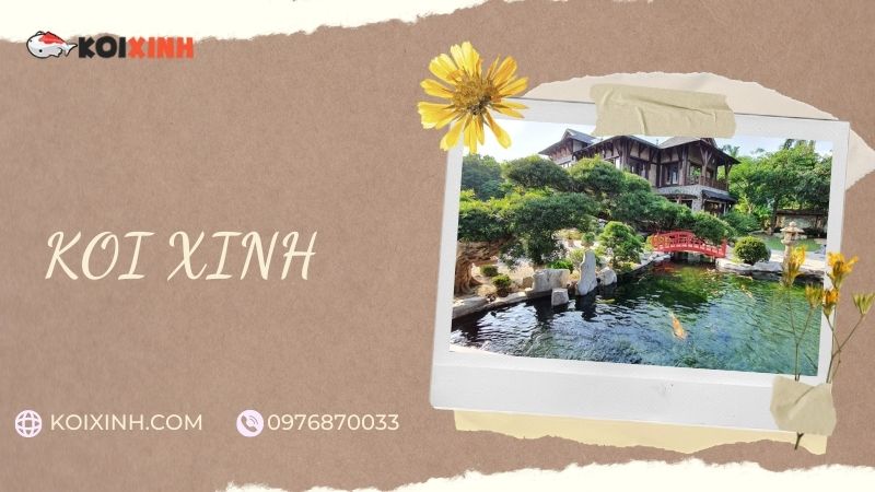 Đơn Vị Thi Công, Thiết Kế Hồ Cá Koi Tại Nam Định – Bảo Hành Dài Hạn – Hotline: 0976870033