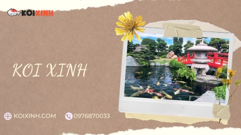 Đơn Vị Thi Công, Thiết Kế Hồ Cá Koi Tại Nam Định – Bảo Hành Dài Hạn – Hotline: 0976870033