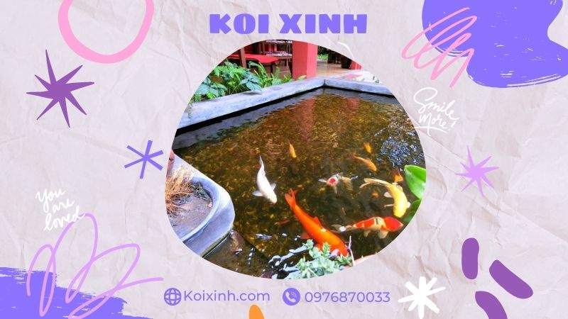 Đơn Vị Thi Công, Thiết Kế Hồ Cá Koi Tại Thái Bình – Bảo Hành Dài Hạn – Hotline: 0976870033