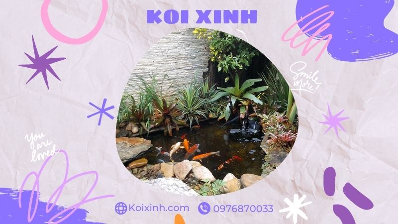 Đơn Vị Thi Công, Thiết Kế Hồ Cá Koi Tại Thái Bình – Bảo Hành Dài Hạn – Hotline: 0976870033