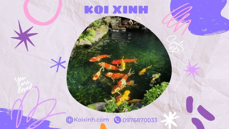 Đơn Vị Thi Công, Thiết Kế Hồ Cá Koi Tại Thái Bình – Bảo Hành Dài Hạn – Hotline: 0976870033