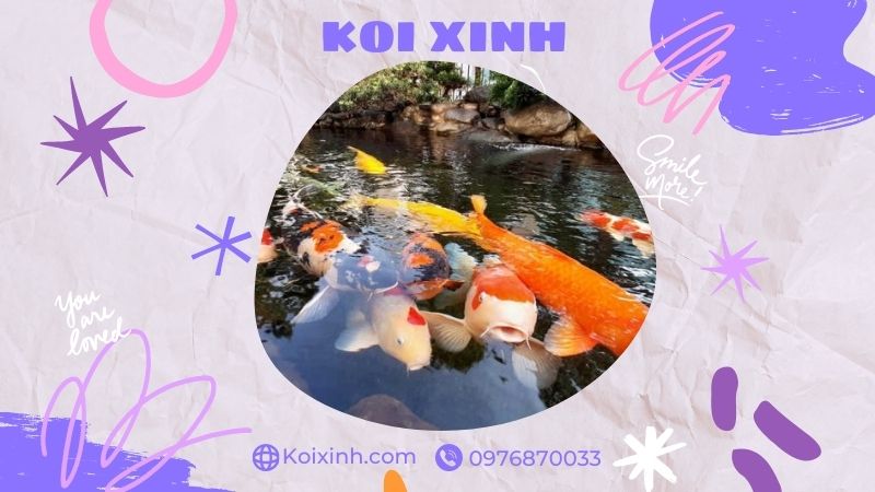 Đơn Vị Thi Công, Thiết Kế Hồ Cá Koi Tại Thái Bình – Bảo Hành Dài Hạn – Hotline: 0976870033 Đơn Vị Thi Công, Thiết Kế Hồ Cá Koi Tại Thái Bình – Bảo Hành Dài Hạn – Hotline: 0976870033