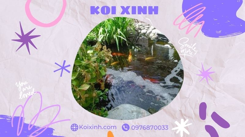 Đơn Vị Thi Công, Thiết Kế Hồ Cá Koi Tại Vĩnh Phúc – Bảo Hành Dài Hạn – Hotline: 0976870033 Đơn Vị Thi Công, Thiết Kế Hồ Cá Koi Tại Vĩnh Phúc – Bảo Hành Dài Hạn – Hotline: 0976870033