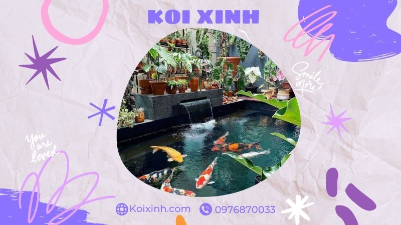 Đơn Vị Thi Công, Thiết Kế Hồ Cá Koi Tại Vĩnh Phúc – Bảo Hành Dài Hạn – Hotline: 0976870033 Đơn Vị Thi Công, Thiết Kế Hồ Cá Koi Tại Vĩnh Phúc – Bảo Hành Dài Hạn – Hotline: 0976870033