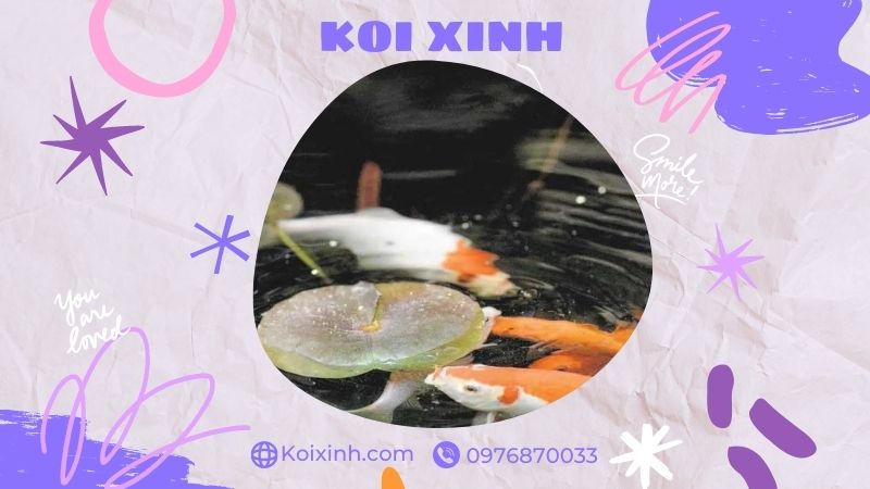 Đơn Vị Thi Công, Thiết Kế Hồ Cá Koi Tại Vĩnh Phúc – Bảo Hành Dài Hạn – Hotline: 0976870033 Đơn Vị Thi Công, Thiết Kế Hồ Cá Koi Tại Vĩnh Phúc – Bảo Hành Dài Hạn – Hotline: 0976870033
