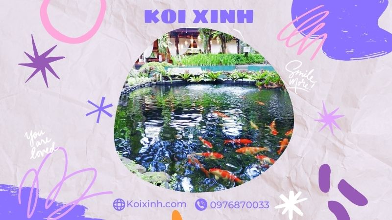 Đơn Vị Thi Công, Thiết Kế Hồ Cá Koi Tại Vĩnh Phúc – Bảo Hành Dài Hạn – Hotline: 0976870033 Đơn Vị Thi Công, Thiết Kế Hồ Cá Koi Tại Vĩnh Phúc – Bảo Hành Dài Hạn – Hotline: 0976870033