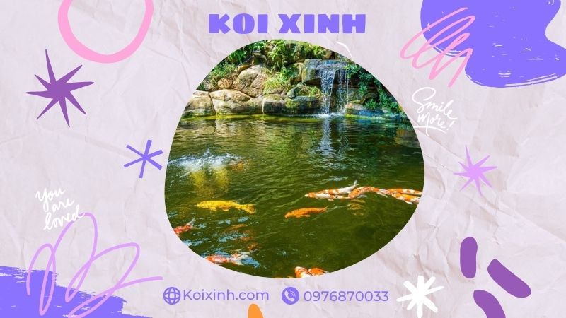 Đơn Vị Thi Công, Thiết Kế Hồ Cá Koi Tại Vĩnh Phúc – Bảo Hành Dài Hạn – Hotline: 0976870033 Đơn Vị Thi Công, Thiết Kế Hồ Cá Koi Tại Vĩnh Phúc – Bảo Hành Dài Hạn – Hotline: 0976870033