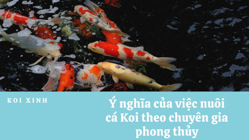 Ý Nghĩa Của Việc Nuôi Cá Koi Theo Chuyên Gia Phong Thủy