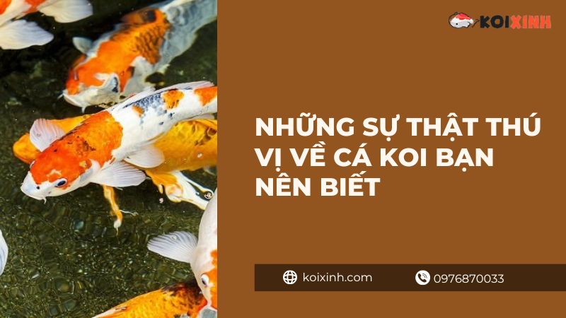 Những Sự Thật Thú Vị Về Cá Koi Bạn Nên Biết